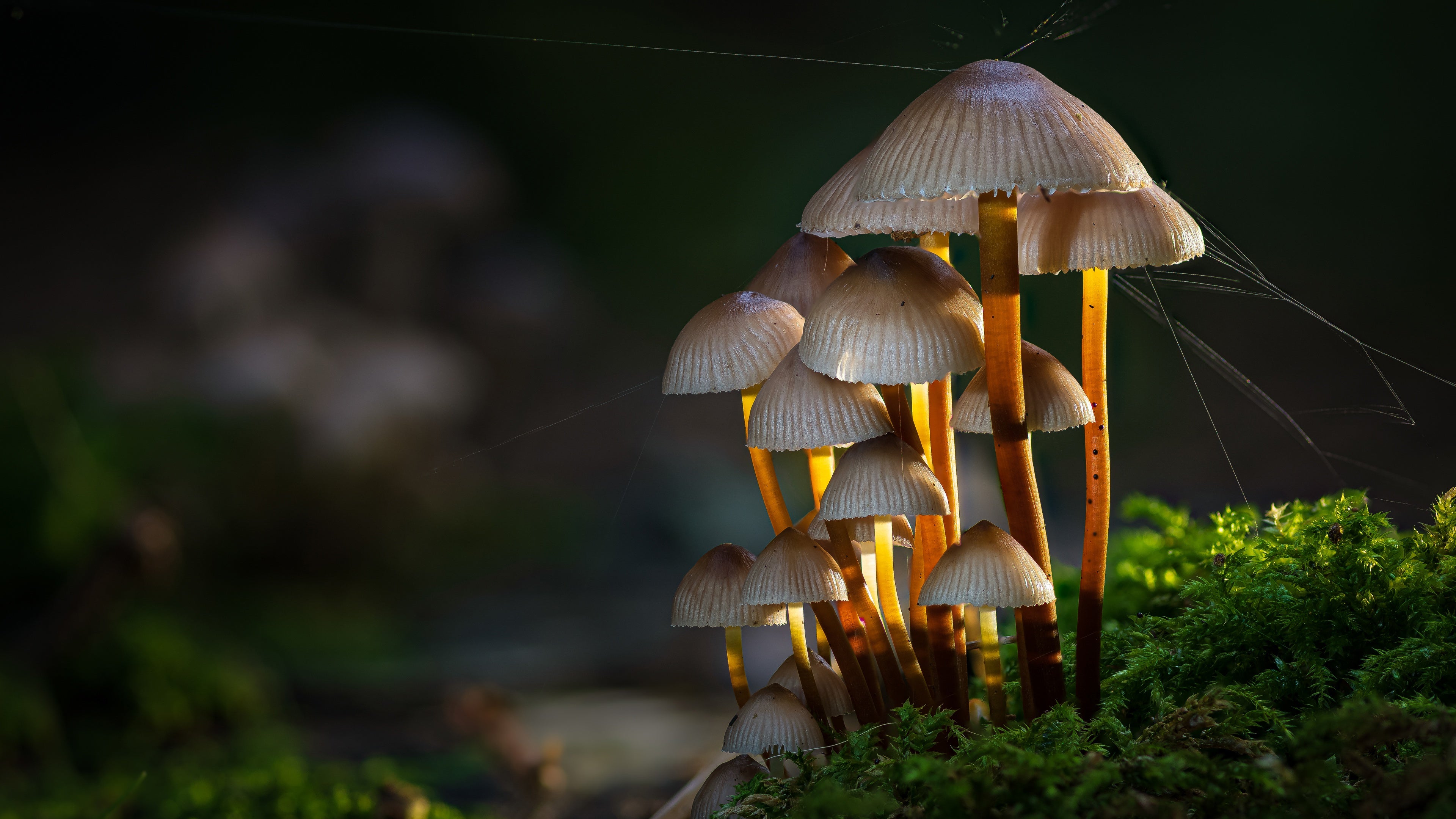 The Power of Medicinal Mushrooms